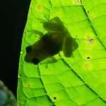 glass frog stanging on a leaf, photo is taken from underneath the leaf showing the "shadow" of the frog.