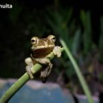 miliskas frog standing in the tip of an aloe vera