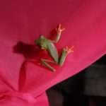 famous red eye tree frog, iconic symbol of the fauna in Costa Rica found hanging from a curtain