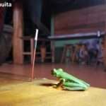 curious red eye tree frog who found it's way to a table in the restuarant at night