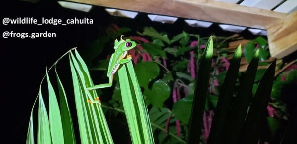 red eye tree frog moving to a new leave