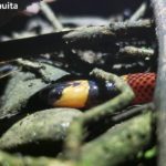 coral snake cruising the forest floor at night