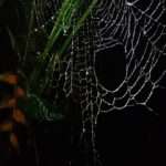 design created by a spider lit up by a flashlight during a night tour