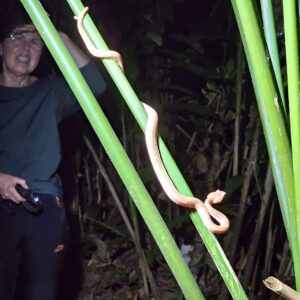 Jungle Night Walk