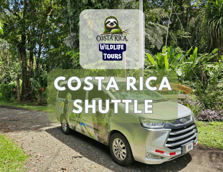 Caribbean Shuttle Service